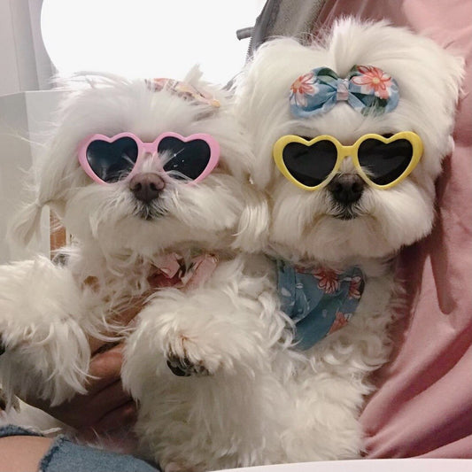 Cute Pet Shih Tzu Sunglasses Cat Glasses Heart Sun flower Glasses for Small Dogs Cat Accessories