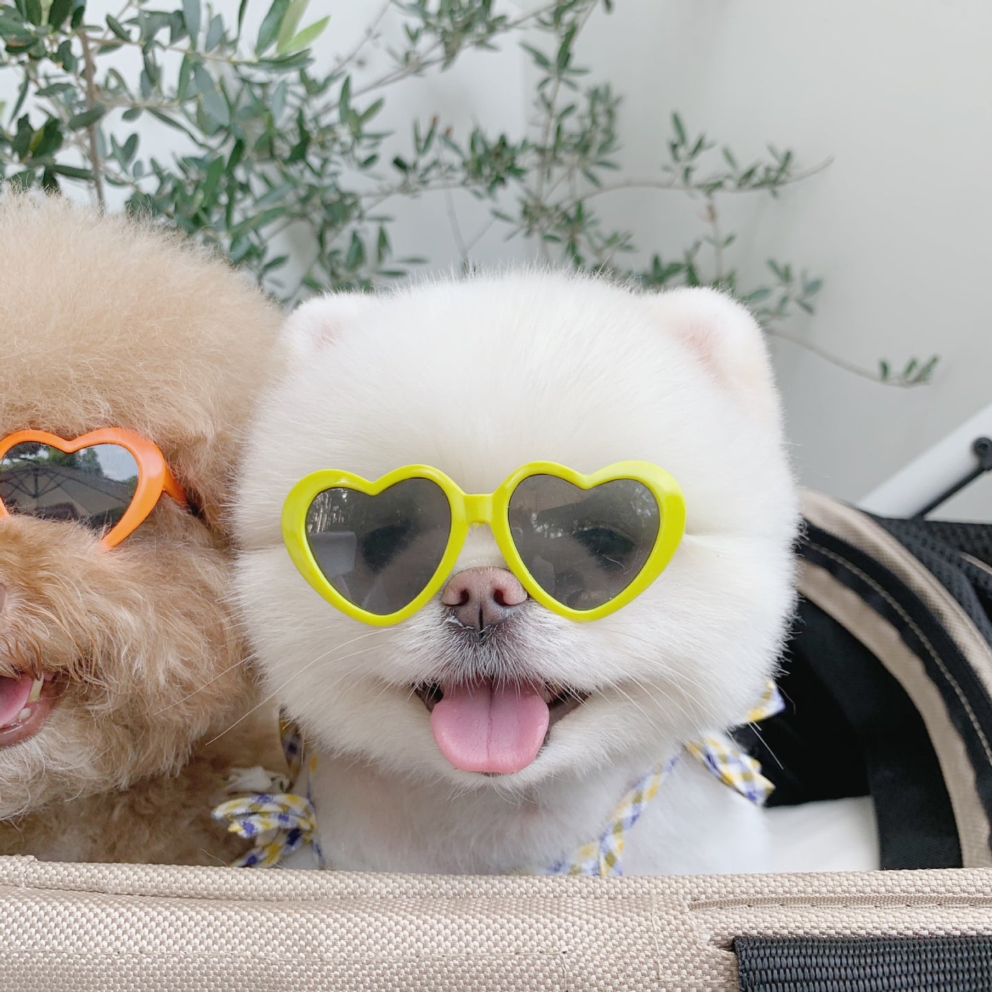 Cute Pet Shih Tzu Sunglasses Cat Glasses Heart Sun flower Glasses for Small Dogs Cat Accessories