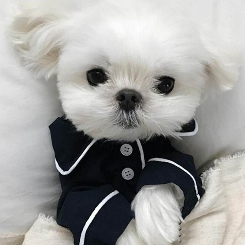 Luxury Clothes for Shih Tzu Fashion Dog Pajamas Pet Clothing for Shih Tzu Jacket